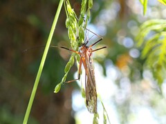 Mecoptera