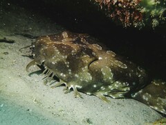 Orectolobus maculatus