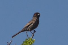 Knipolegus striaticeps