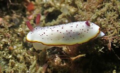 Goniobranchus daphne