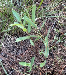 Asimina reticulata