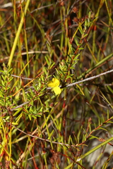 Hibbertia acicularis