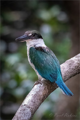 Todiramphus sordidus