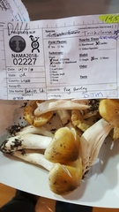 Tricholoma arvernense