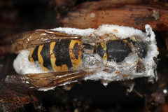 Beauveria bassiana