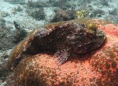 Scorpaena jacksoniensis