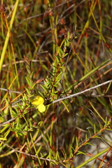 Hibbertia acicularis