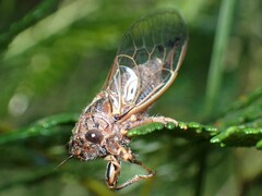 Gelidea torrida
