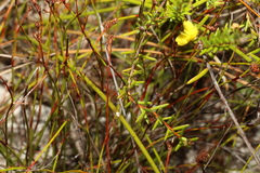Hibbertia acicularis