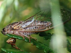 Gelidea torrida