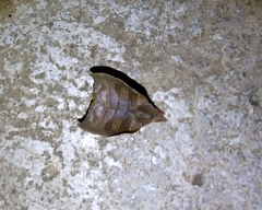Hyperchirioides bulaea