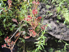 Micranthes occidentalis