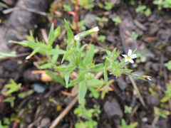 Microsteris gracilis