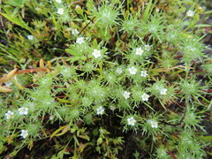 Navarretia intertexta