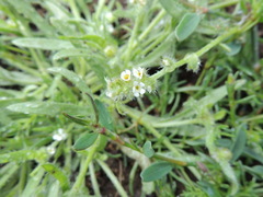 Plagiobothrys scouleri