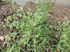 Plagiobothrys scouleri