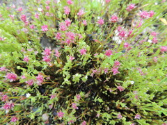 Polygonum polygaloides confertiflorum