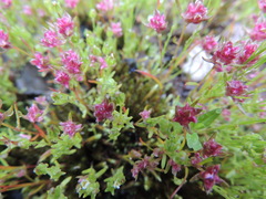 Polygonum polygaloides confertiflorum