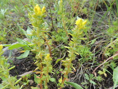 Sedum stenopetalum