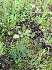 Eremogone capillaris