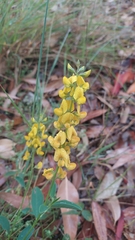Crotalaria mitchellii