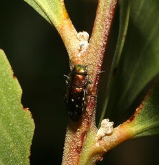 Diphucrania albosparsa