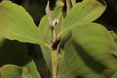 Diphucrania albosparsa