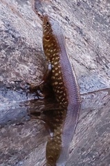 Ctenotus grandis