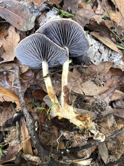 Leratiomyces squamosus