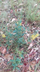 Crotalaria mitchellii