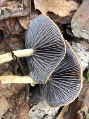 Leratiomyces squamosus