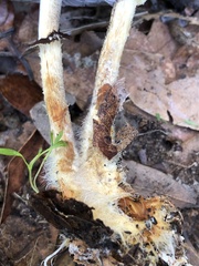 Leratiomyces squamosus