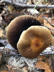 Leratiomyces squamosus
