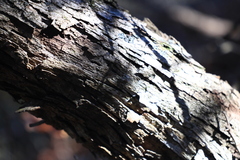 Quercus sinuata breviloba