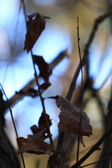 Quercus sinuata breviloba