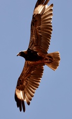 Hamirostra melanosternon