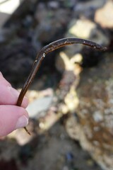 Nerophis lumbriciformis