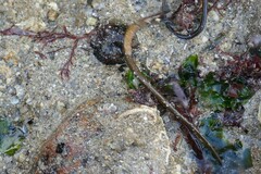 Nerophis lumbriciformis