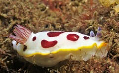Goniobranchus splendidus