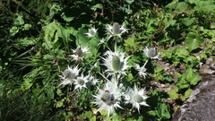 Eryngium alpinum