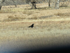 Corvus cryptoleucus