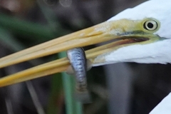 Fundulus parvipinnis