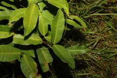 Melodinus australis