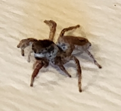 Habronattus