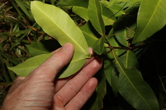 Melodinus australis
