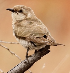 Chrysococcyx basalis