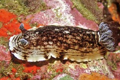 Aphelodoris varia