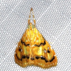 Pyralausta
