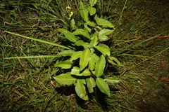 Melodinus australis