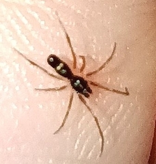 Coleosoma